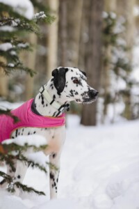 Outdoor Gear for Pets